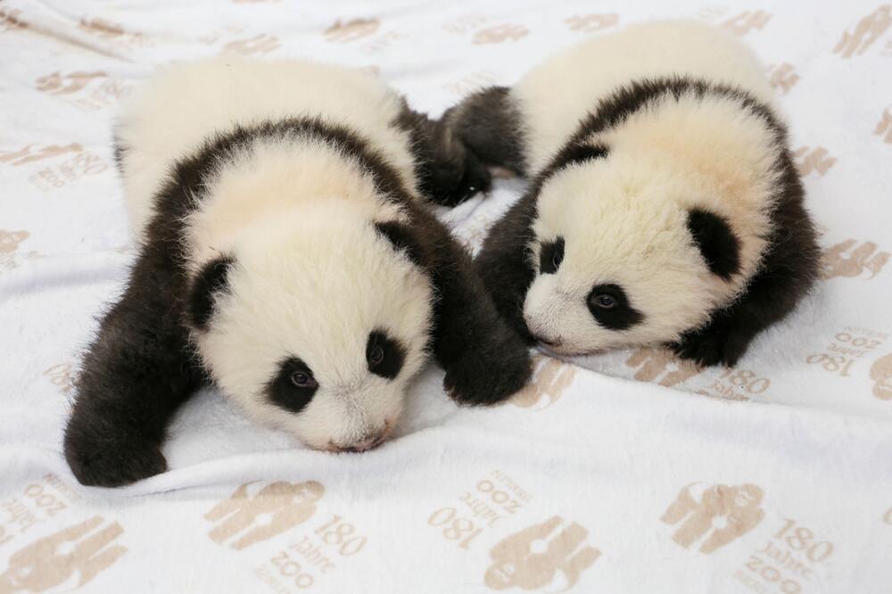 Panda-Zwillinge im Berliner Zoo