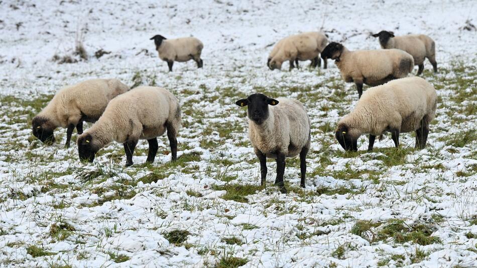 Schafe im Schnee