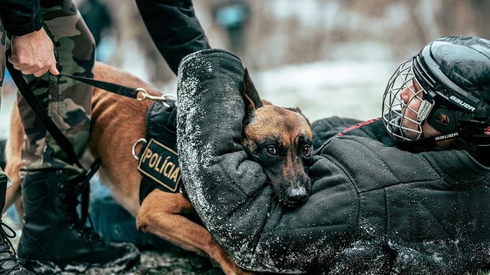 Der Polizeihund fasst zu.