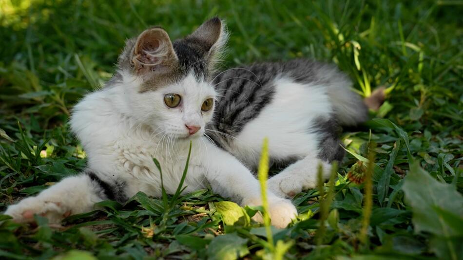 Disney liegt im Trend: Diese Katzennamen sind in Deutschland besonders beliebt