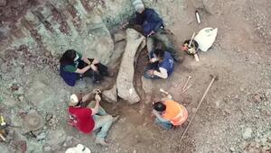 Riesendino-Fund in Brasilien: Landbrücke zwischen Europa und Südamerika?