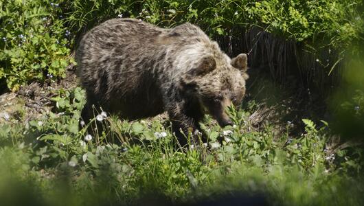 Braunbär in der Slowakei