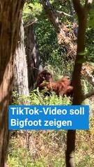 "Der gruseligste Moment meines Lebens": TikTok-Video von Bigfoot geht viral