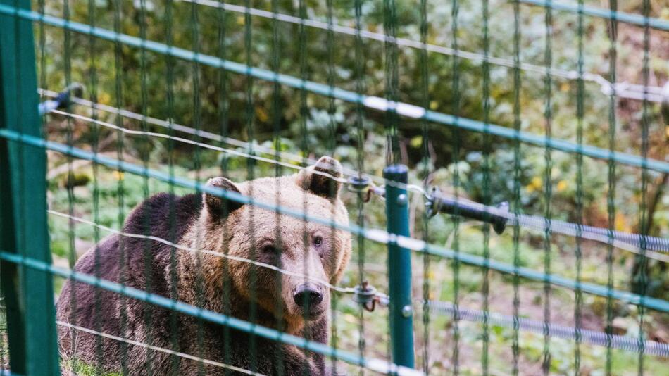 Wann kommt "Problembärin" Gaia? - Transport verschoben