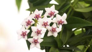 Porzellanblume