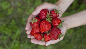 Erdbeeren