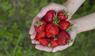 Erdbeeren