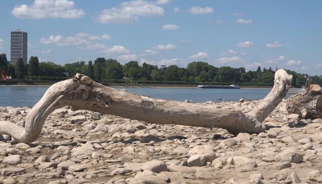 Niedrigwasser im Rhein: Umweltminister Schneider besorgt