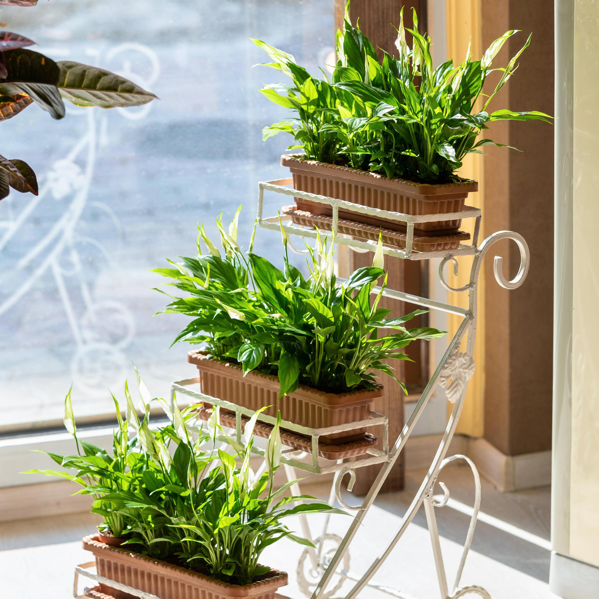 weiße orchideen kaufen Große Two of Us Weiß mit 4 Rispen kaufen ▻ Orchideen Klusmann