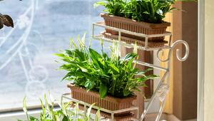 Einblatt, Spathiphyllum