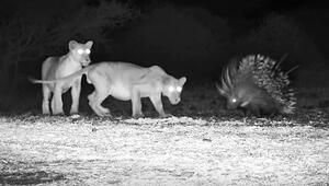 Showdown am Wasserloch: Mutiges Stachelschwein nimmt es mit drei Löwen auf