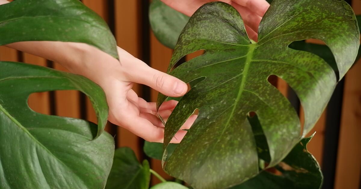 So pflegen Sie Ihre Monstera im Winter richtig