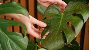 Monstera im Winter richtig pflegen