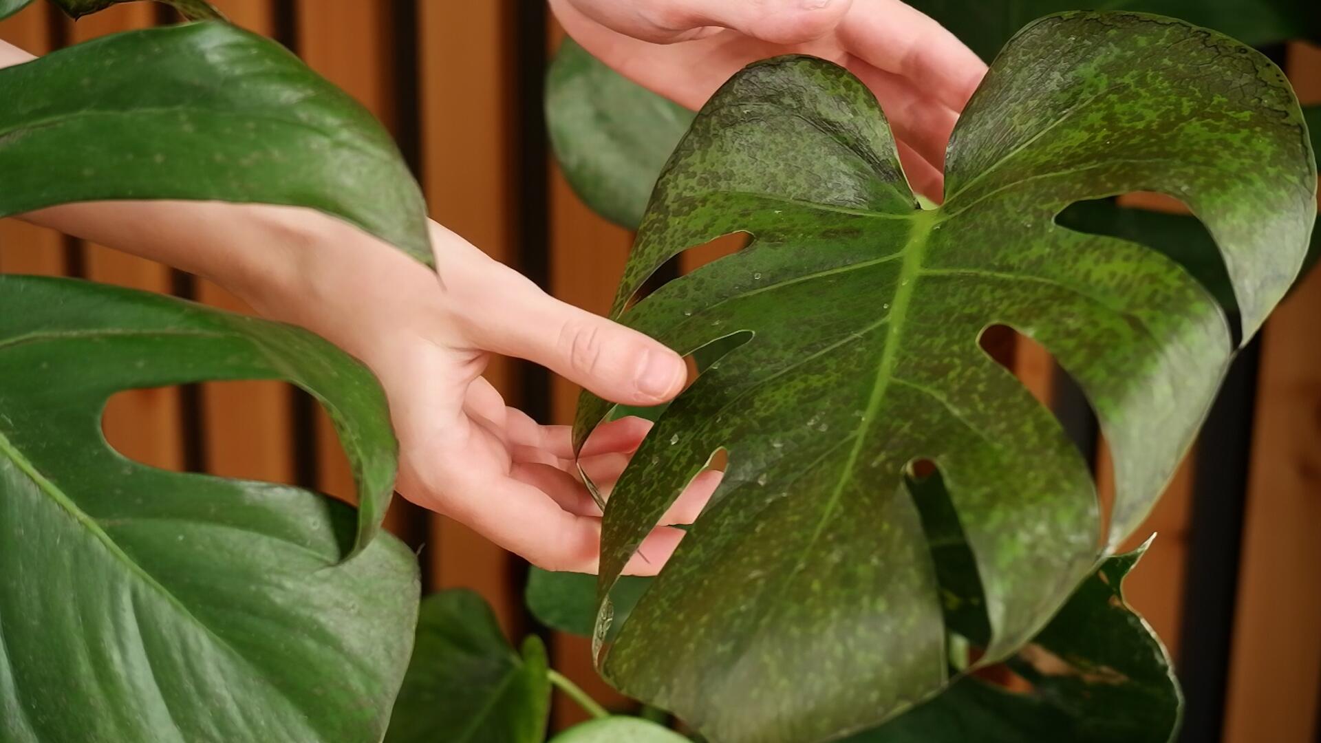 So pflegen Sie Ihre Monstera im Winter richtig
