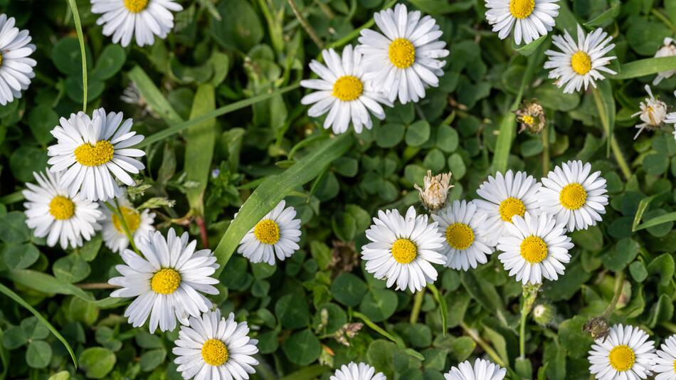 Blühende Gänseblümchen