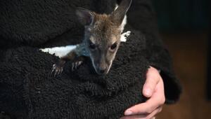Känguru-Baby ohne Mama – Elli lebt jetzt im Hoodie der Tierpark-Chefin