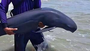 Rettungsaktion am Strand: Anwohner tragen gestrandeten Delfin zurück ins Meer