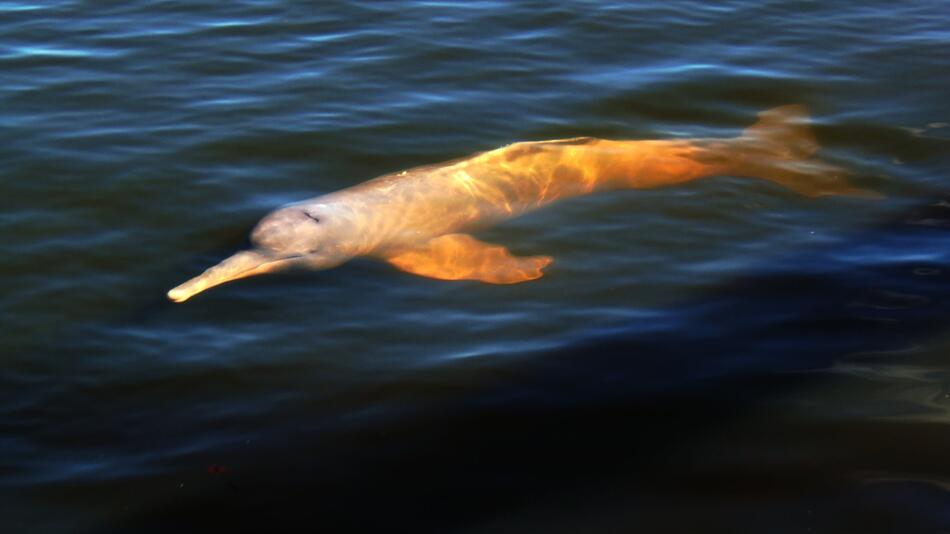 Neue Arten im Amazonas-Gebiet entdeckt