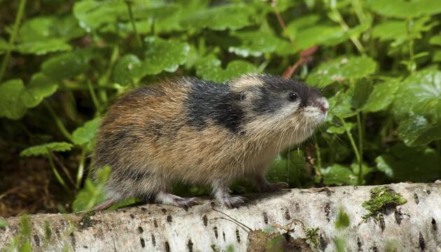 Lemming