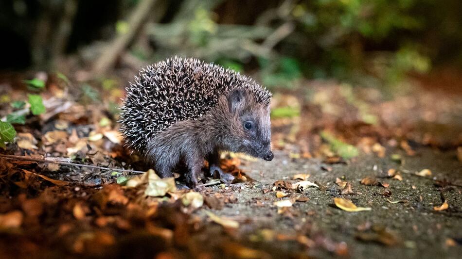 Ein Braunbrustigel (Erinaceus europaeus) zwischen Laub