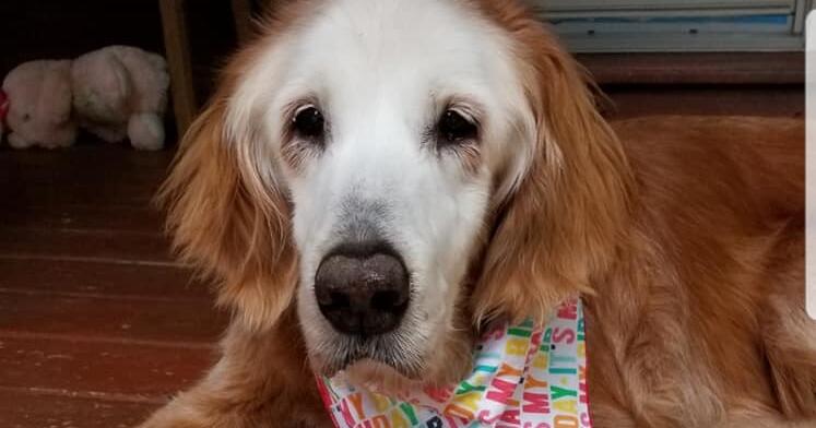 Augie: Ältester Golden Retriever der Welt verzückte die Welt Augie: Ältester Golden Retriever der Welt verzückte die Welt