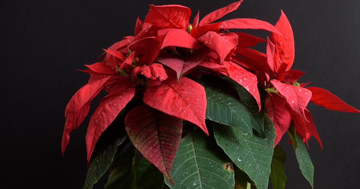 So hlt der Weihnachtsstern mehrere Jahre