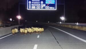 Die ausgebrochene Schafherde auf der A659.