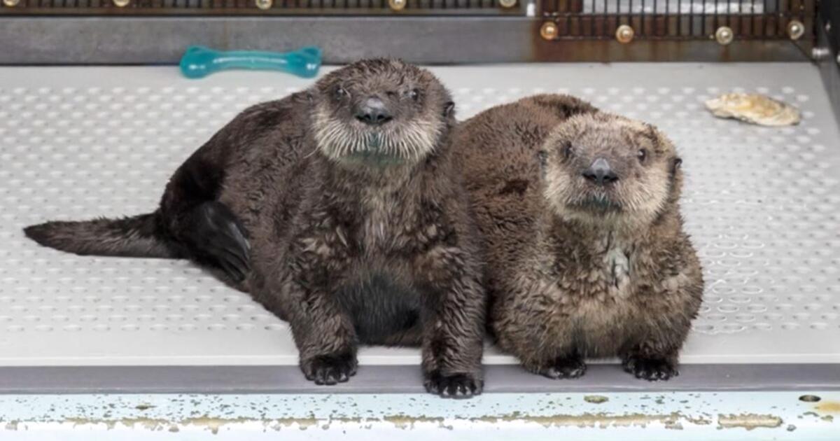 Verwaiste Baby-Otter bekommen neues Zuhause | WEB.DE