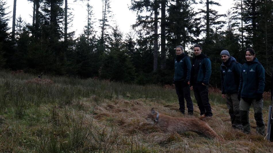 Nach Tod von Luchsin Finja - Katze "Verena" ausgewildert