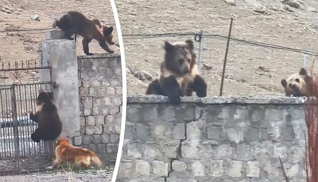 Held auf vier Pfoten: Hund vertreibt zwei Bären von Grundstück