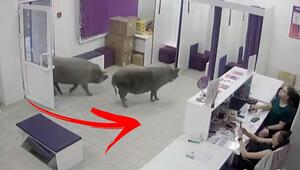 Zwei Wildschweine spazieren in Schönheitsklinik – Angestellte könne es nicht fassen