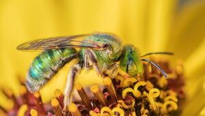 Farblich wandelbare Biene