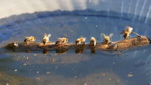 Bienen am Wasser