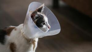 Katze mit Halskegel nach OP