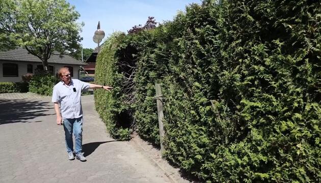 Hecken-Zoff: Stadt droht Rentner wegen "gefährlicher" Thuja mit Konsequenzen