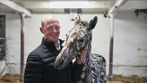 Ein zebrahaft geschecktes Fohlen