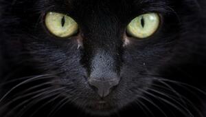 Die Linsen von Katzen sind multifokal.