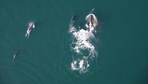 Delfine und Orcas jagen zusammen