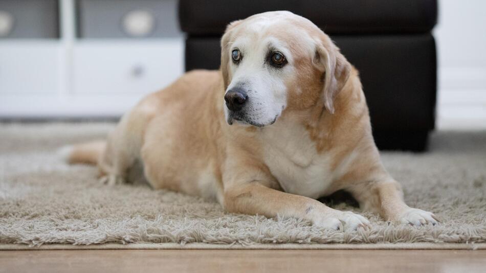 Demenz im Alter gibt es auch bei Hunden.