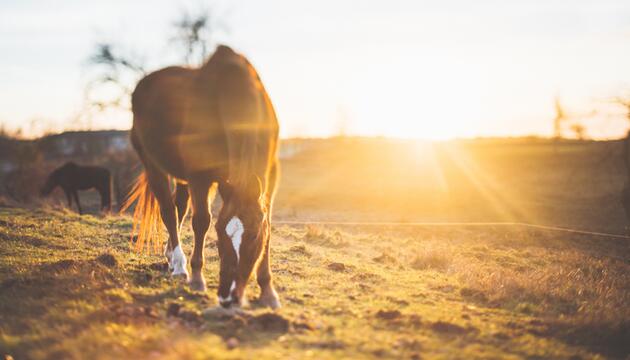 Pferd 