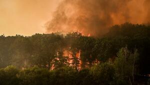 Waldbrände, Hitze, Trockenheit, Waldbrandgefahr, Klima, Klimawandel