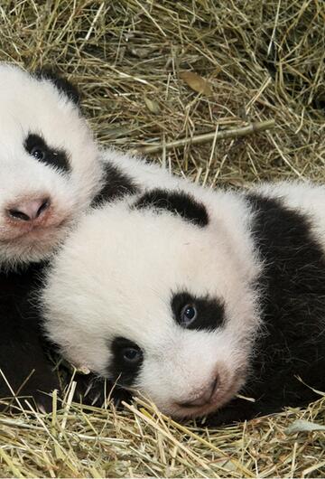 Pandas