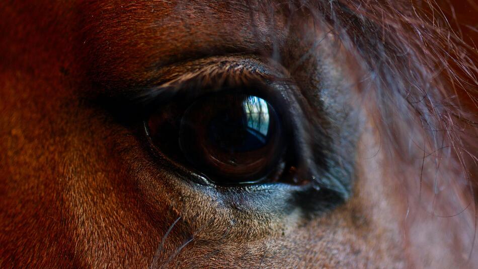 Sind blinzelnde Pferde gestresst?