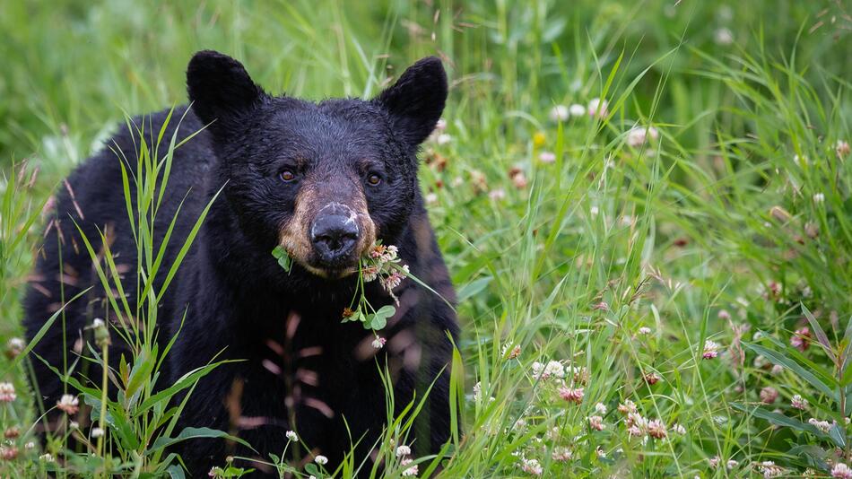 "Cocaine Bear" basiert auf wahren Ereignissen.