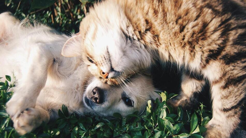 Ruhiges Spielen von Hund und Katze belohnen.