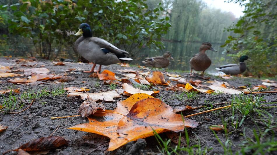 Herbstwetter in Hamburg