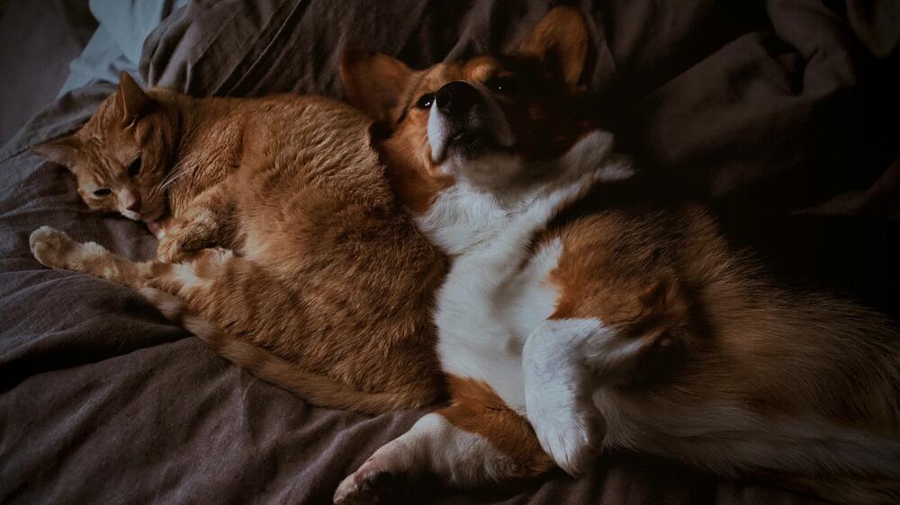 Kann kuschelig sein: Leben mit Hund und Katze.