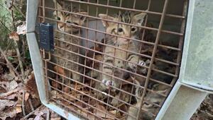 Versehentlich mitgenommene Wildkatzen wieder freigelassen