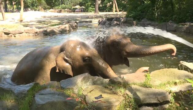 Eisbombe und Wasserdusche: Berliner Zoo erfrischt Tiere bei Hitze