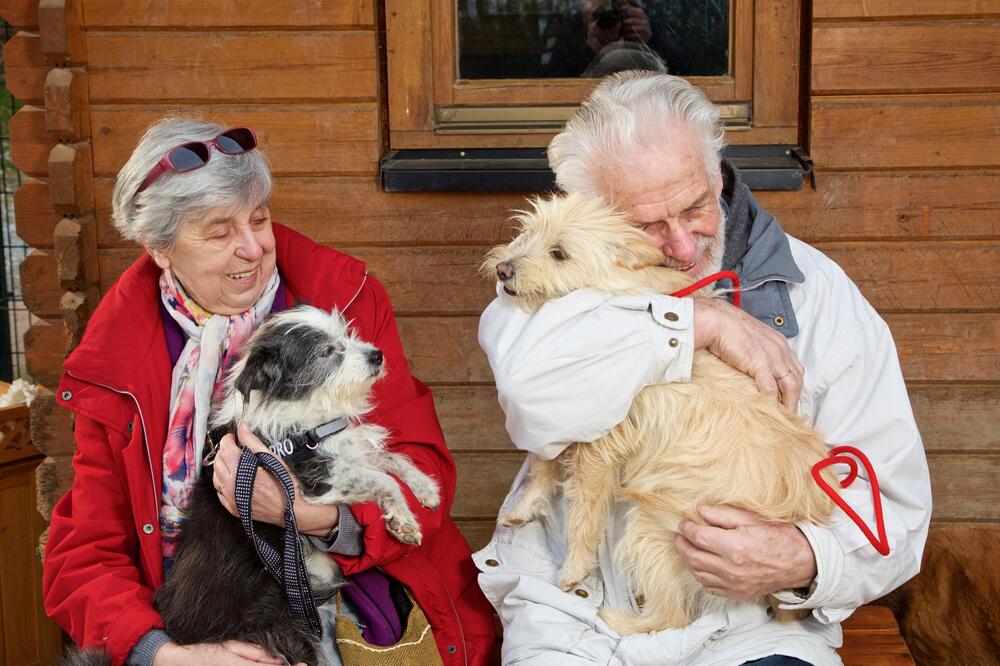 Alte Tiere haben es im Tierheim schwer.